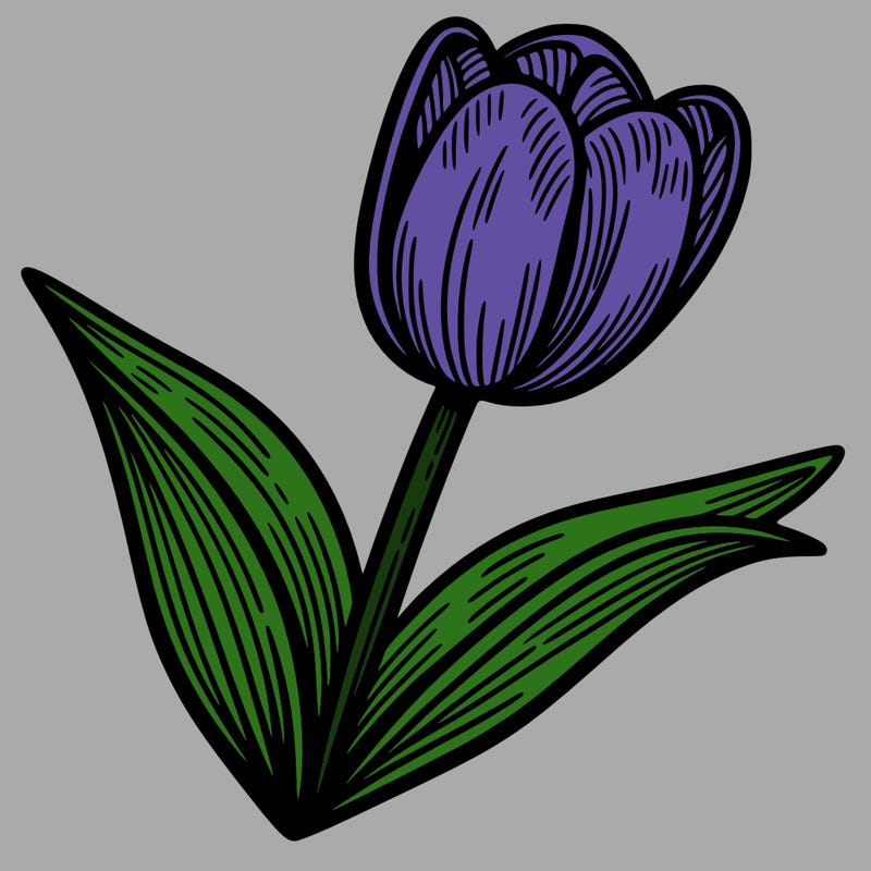 tulip