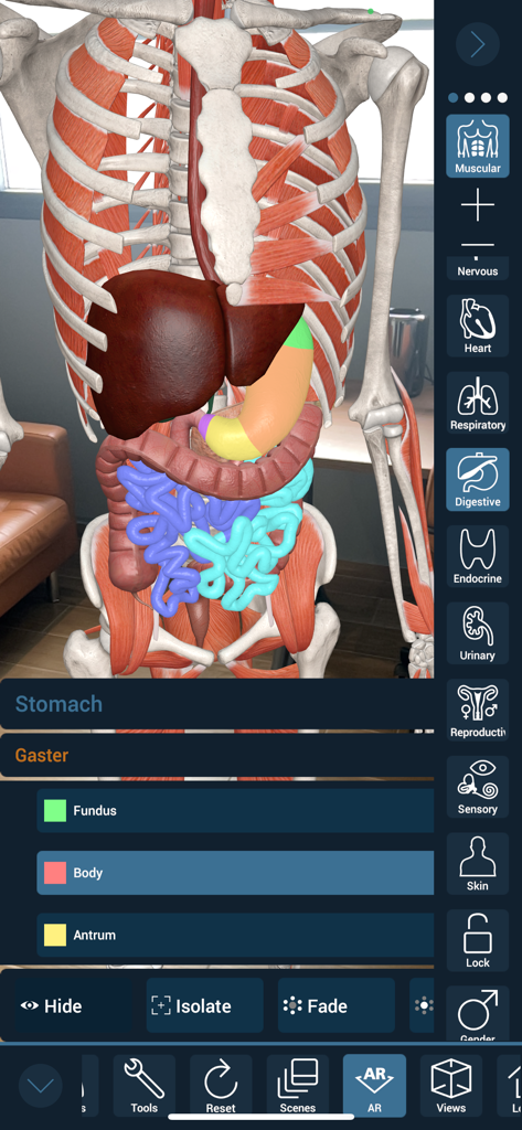 3D Organon - Detailed 3D anatomical model of a human torso highlighting the stomach and digestive system in 3D Organon