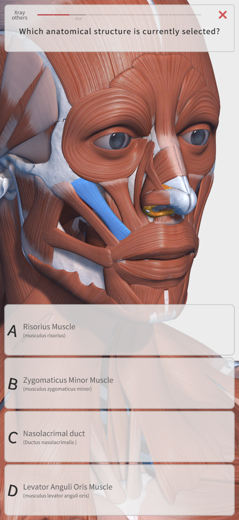 An interactive 3D anatomy quiz showing a human face with highlighted muscles and multiple choice answers.