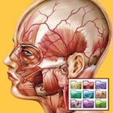 Atlante di Anatomia-Sezioni - App Icon