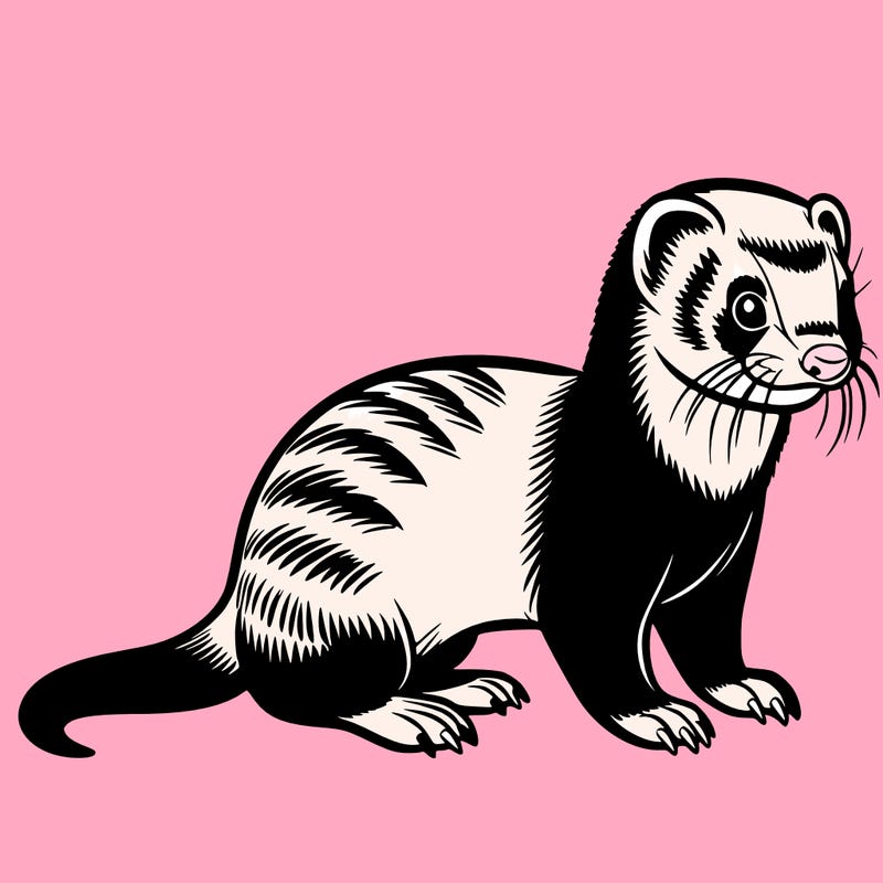 ferret