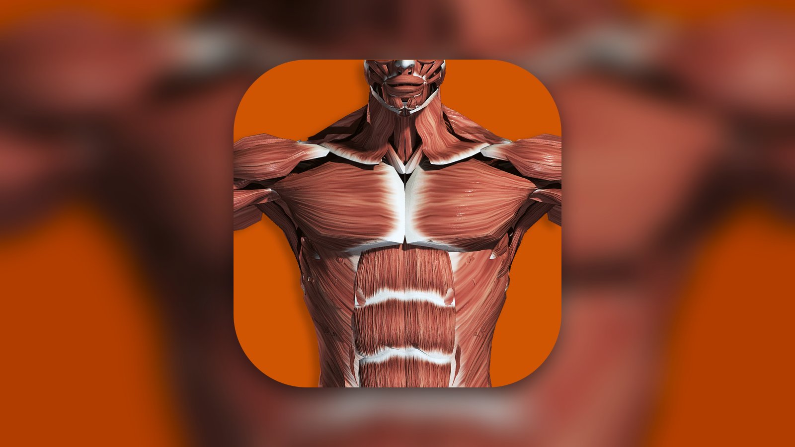Muscular System 3D (anatomy) - Medical App | MWM