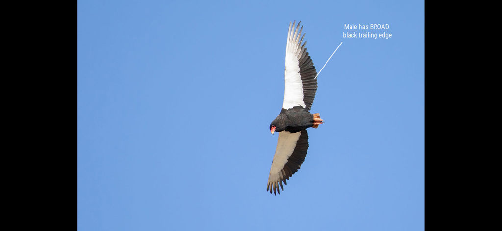 Firefinch - A Bateleur eagle in flight with a text annotation highlighting the broad black trailing edge of the male's wing