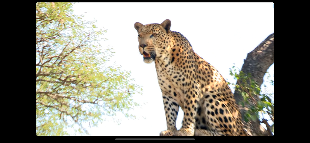 Video Touch: Wild Animals - A realistic leopard sitting on a tree branch in a high-quality video clip for kids