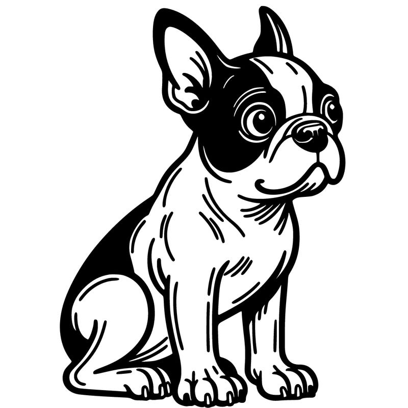 boston terrier