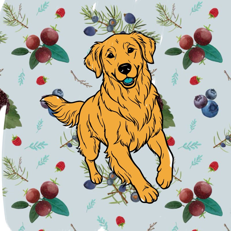 a golden retriever