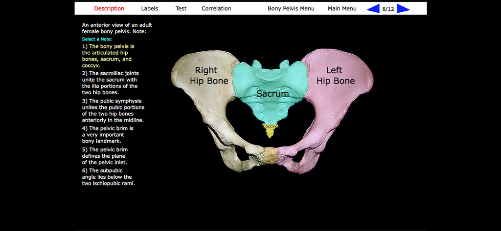 Vista anteriore di un bacino osseo femminile adulto con etichette anatomiche e note di studio nell'app Scheletro Umano Anatomia Macroscopica.