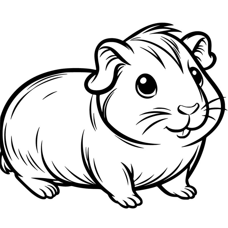 guinea pig