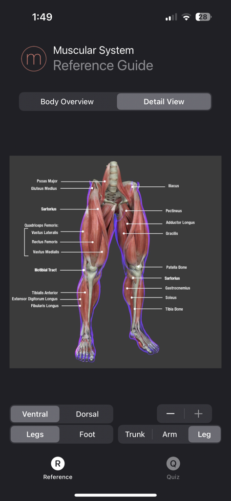 Muscle Study Guide - Detailed 3D anatomical view of leg muscles with labels in the Muscle Study Guide app