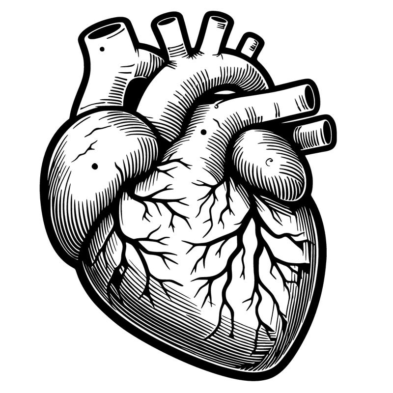 realistic heart