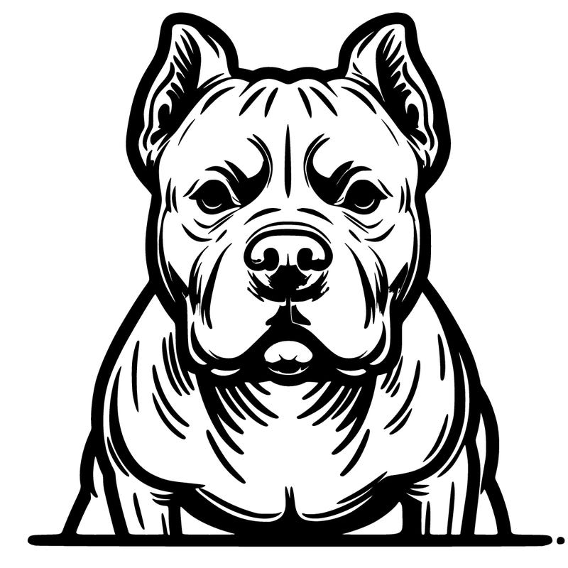 pitbull dog
