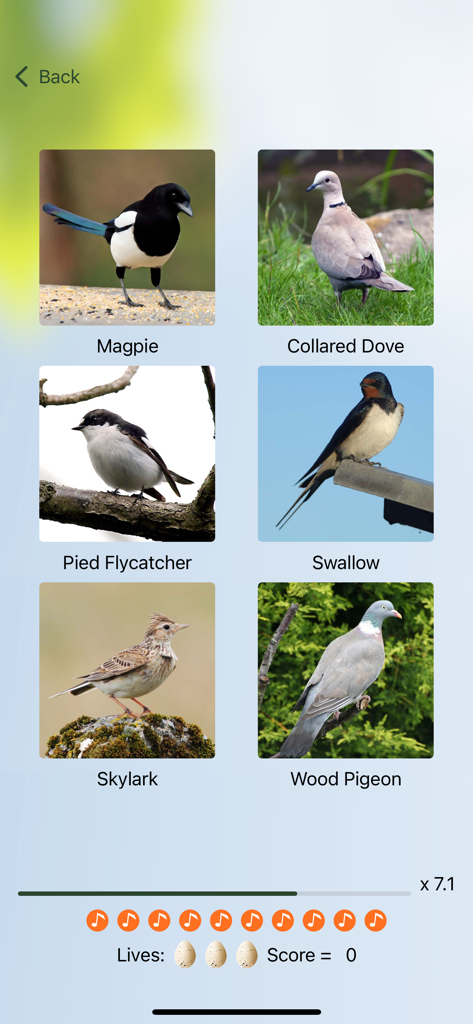 A bird identification quiz screen featuring photos of a Magpie, Collared Dove, Pied Flycatcher, Swallow, Skylark, and Wood Pigeon.