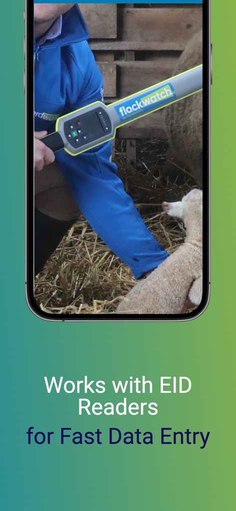 Rancher using an EID reader to record sheep data with the Herdwatch app