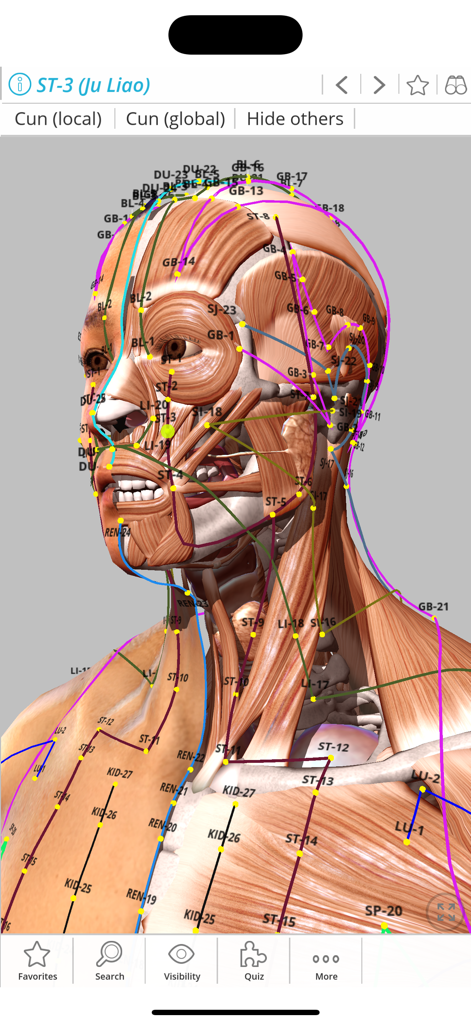 Visual Acupuncture 3D - 3D anatomical model showing acupuncture points and meridian lines on a human head and neck