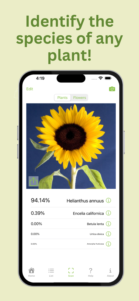 PlantID: Plant Identification - PlantID mobile app identifying a sunflower with AI technology