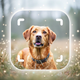 Dog Breed Identifier: Dog Care