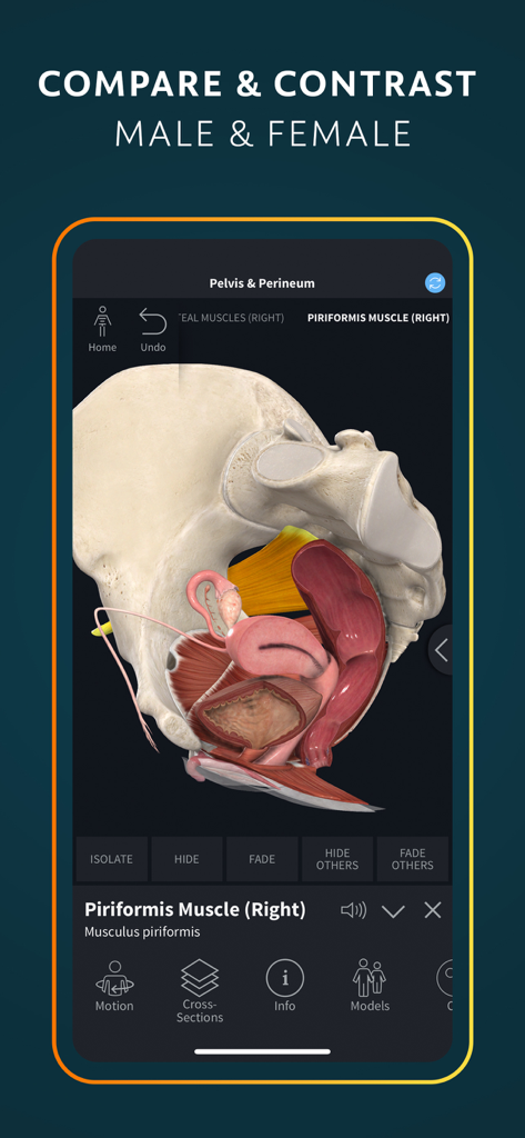 Complete Anatomy for iPhone - Un modèle anatomique 3D du pelvis et du périnée féminins montrant le muscle piriforme sur l'écran d'un iPhone