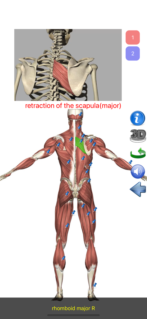 Visual Anatomy Lite - Screenshot of the Visual Anatomy Lite app showing the rhomboid major muscle highlighting and scapula retraction action.