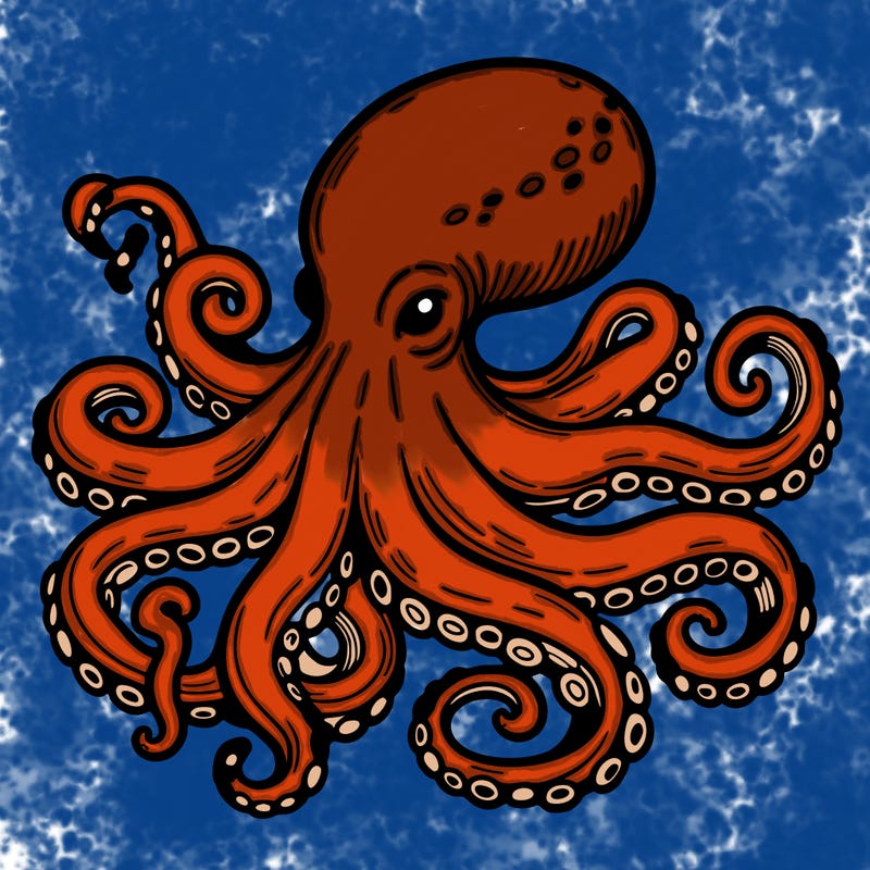octopus