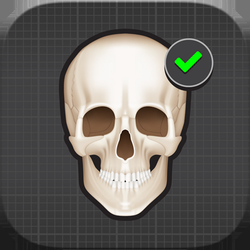 Human Skeleton: Beginner Bones - Education App | MWM