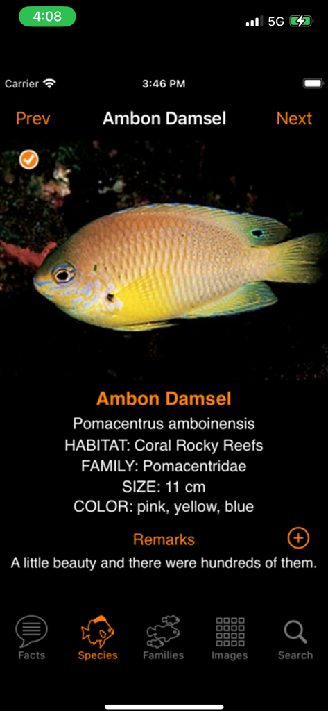 Species profile of the Ambon Damsel fish showing scientific name habitat and user remarks in the marine fish app
