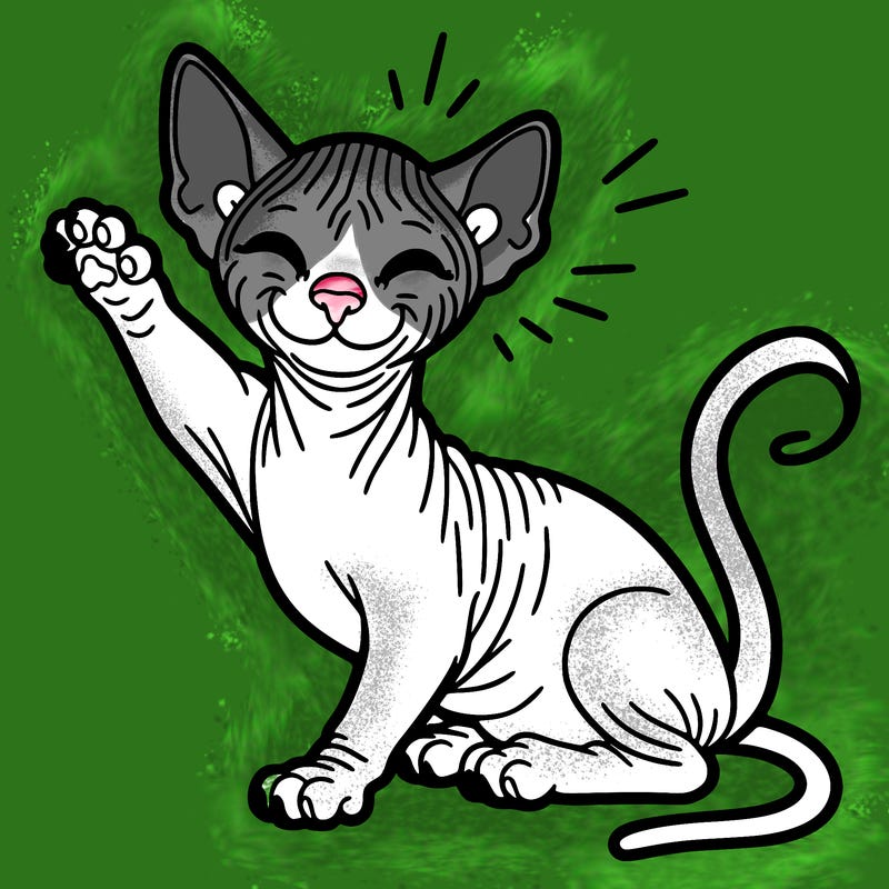 hairless cat very happy