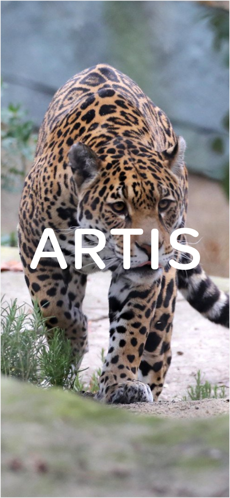 ARTIS Amsterdam - ARTISの文字が表示された画面の前を歩くジャガー