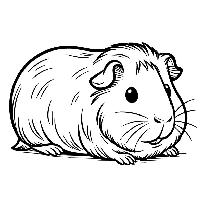 guinea pig