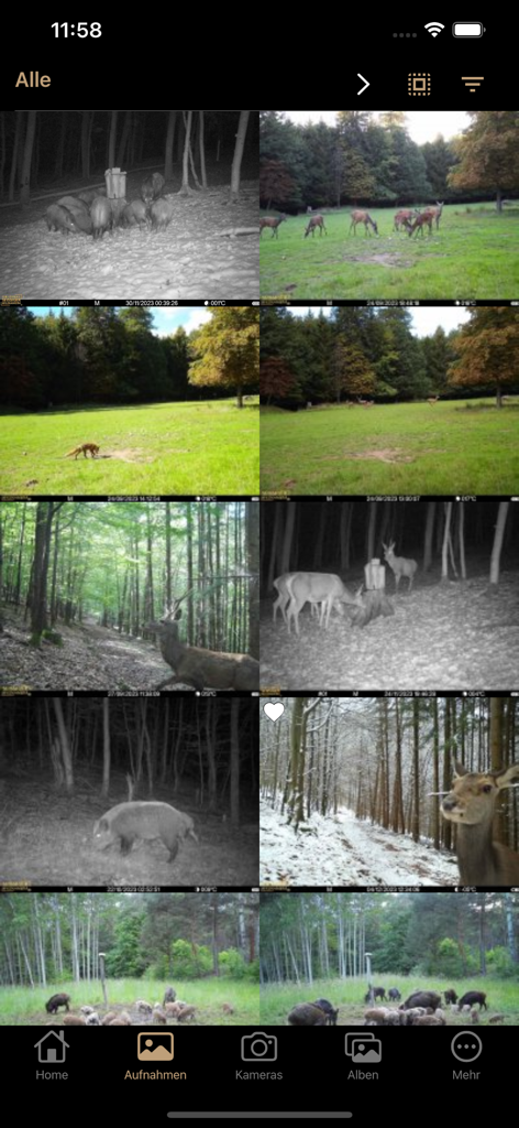 SUPERSIM - SUPERSIM app interface showing a gallery of wildlife photos captured by trail cameras