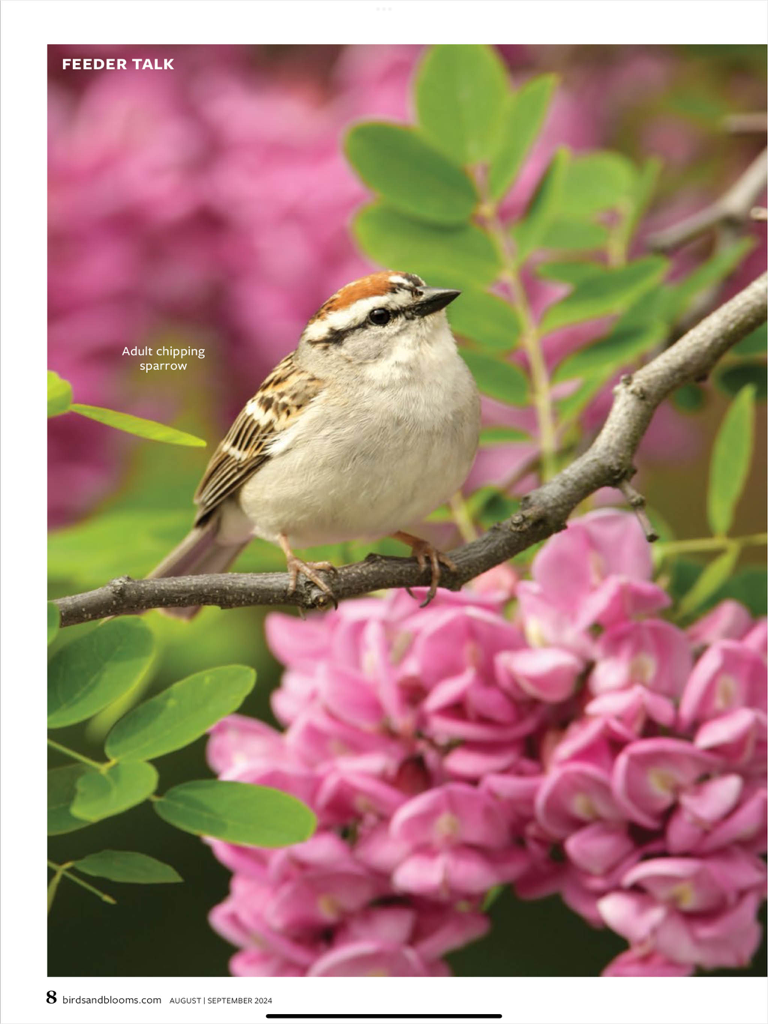 Birds & Blooms - An adult chipping sparrow perched on a branch surrounded by vibrant pink flowers