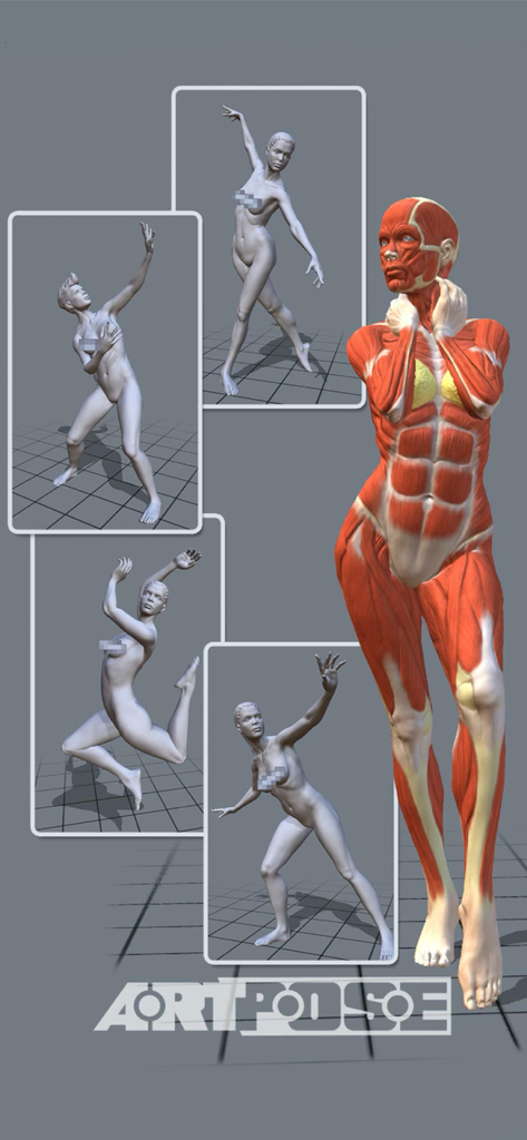 A collection of dynamic female 3D poses and a detailed anatomical muscle structure model from the ArtPose app