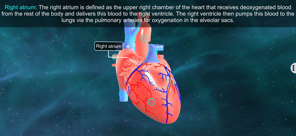 Heart - EduTech Era - 3D human heart model highlighting the right atrium with educational text
