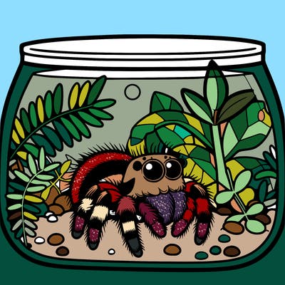 jumping spider in the terrarium