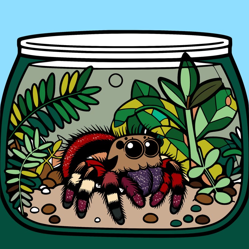 jumping spider in the terrarium