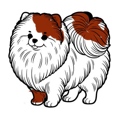 pomeranian