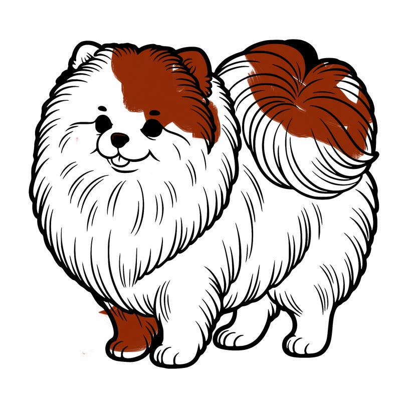 pomeranian