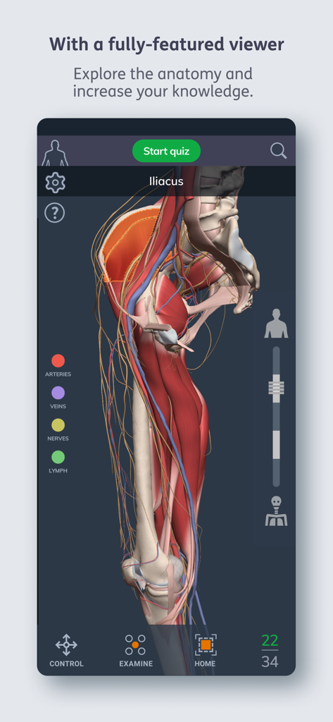 Primal's 3D Human Anatomy Quiz - Un modelo 3D detallado de la cadera y el muslo humanos en la aplicación de anatomía Primal