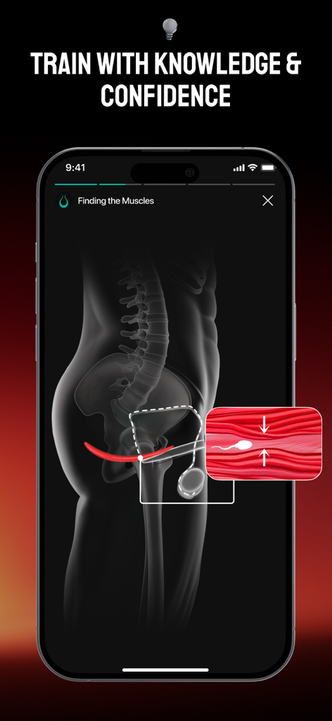 Kegel Men Exercises | KegelX - 3D-anatomische Ansicht der männlichen Beckenbodenmuskulatur zur Schulungsausbildung