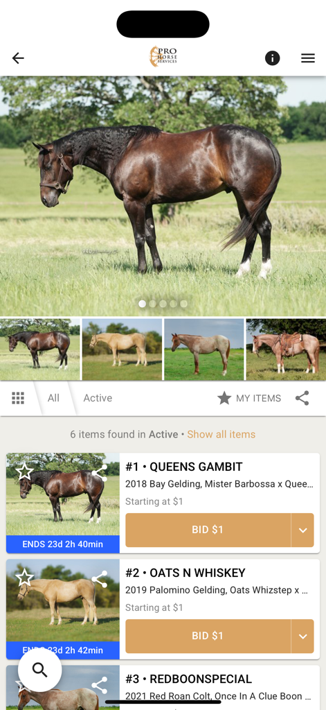 Pro Horse Services - Mobile app interface of Pro Horse Services showing a list of horses for auction with photos and bidding options