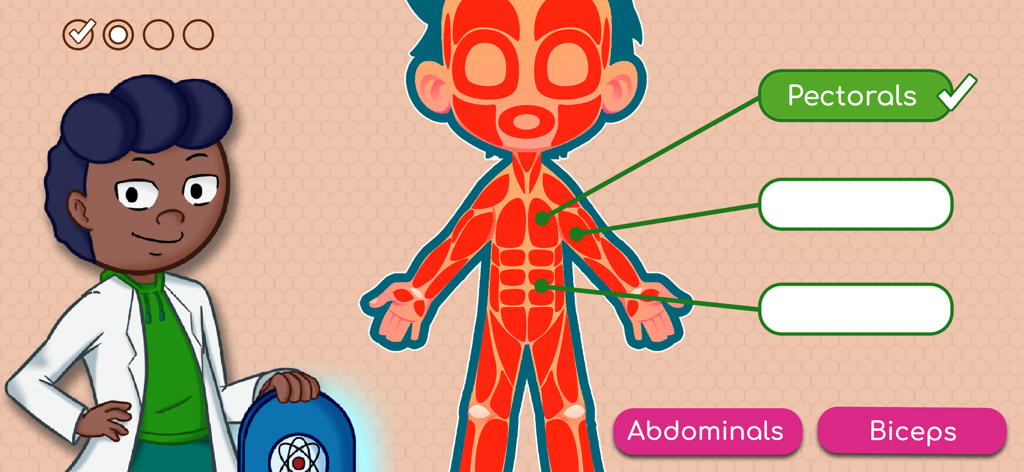 An educational app screen showing a human anatomy quiz for the muscular system.