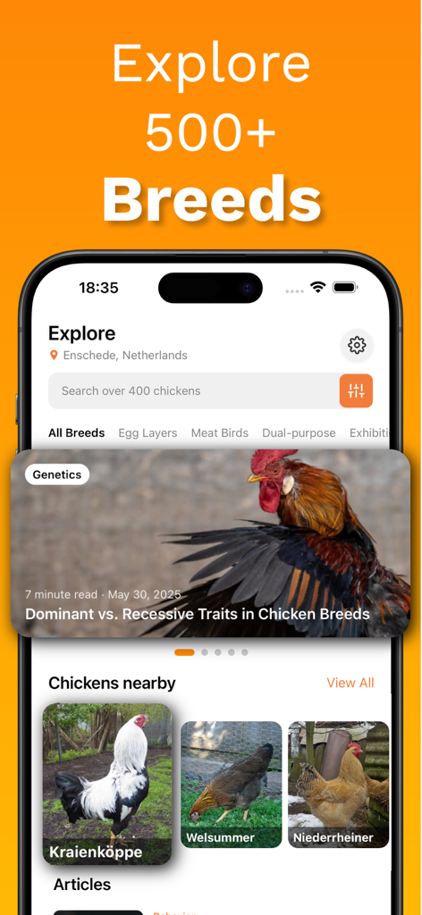 Chicken Identifier – RoostScan - Pantalla de exploración de la aplicación RoostScan mostrando razas de pollos y guías de aves de corral