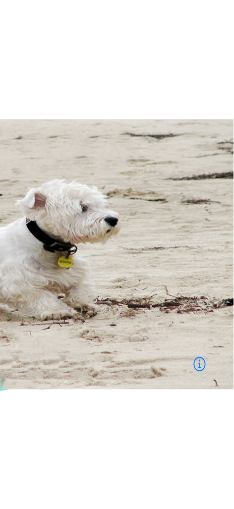 Barking Dog Monitor & Control - A small white terrier dog resting on a sandy beach.