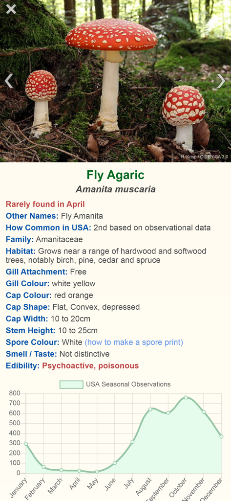 A detailed mushroom identification page for the Fly Agaric species in the Shroomify app showing scientific data and seasonal trends.