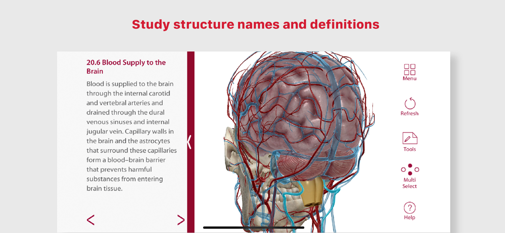 Anatomy & Physiology - Anatomy app interface showing a 3D model of brain blood vessels and descriptive study text