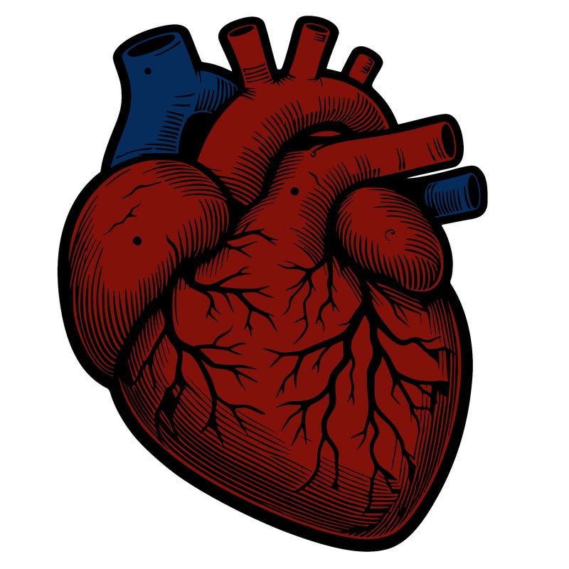 realistic heart