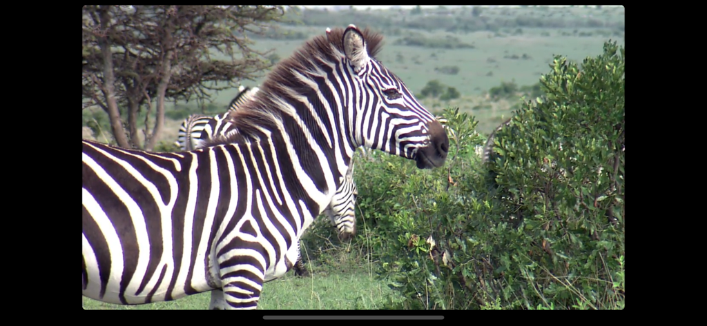 Video Touch: Wild Animals - Realistic HD video frame of a zebra in the savanna from the Video Touch app