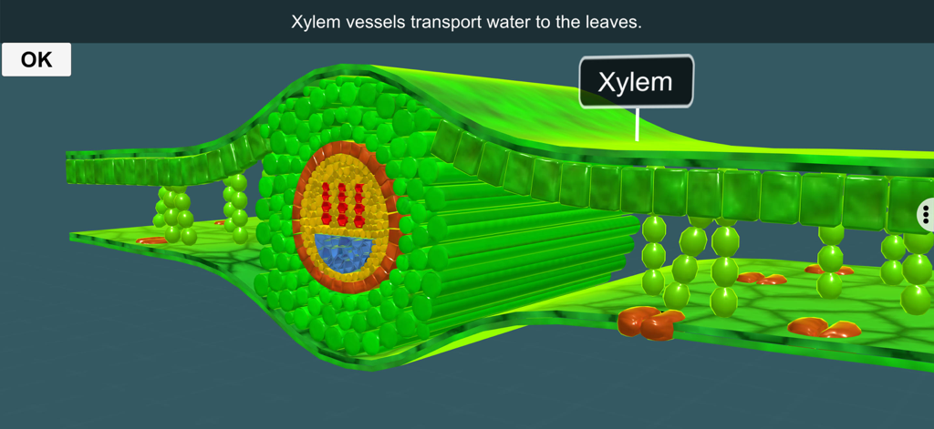 Diagrama de seção transversal 3D de uma folha destacando os vasos do xilema para o transporte de água