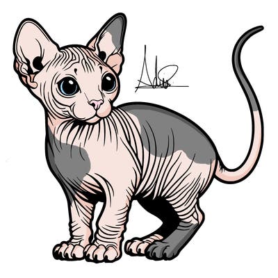 hairless cat