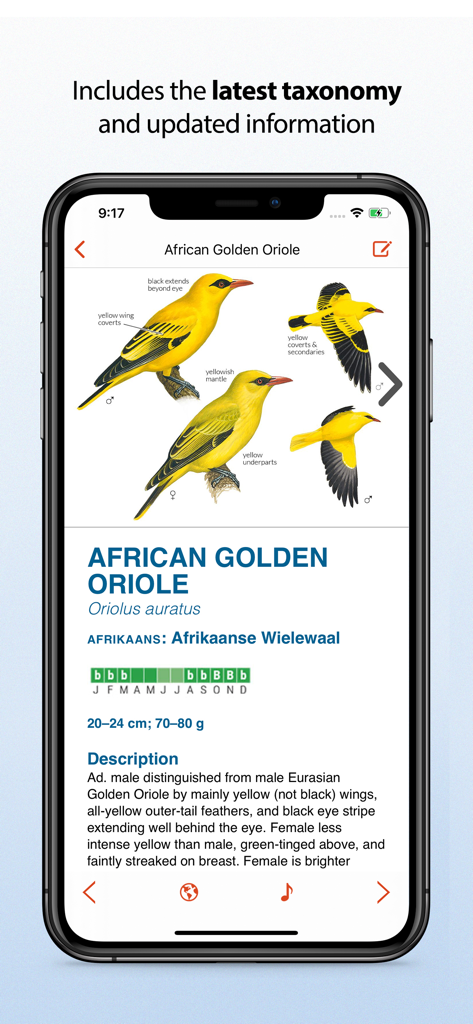 Sasol eBirds Southern Africa - 아프리카 골든 오리올의 상세한 조류 프로필, 삽화 및 분류 체계 표시