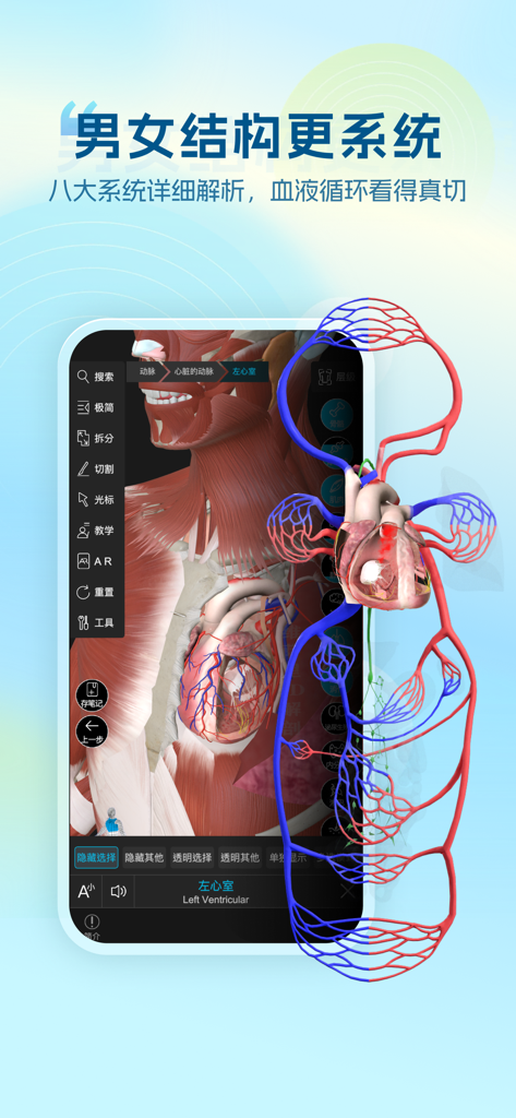 Un modelo anatómico 3D del sistema cardiovascular humano que muestra el corazón y los vasos sanguíneos en una aplicación médica.
